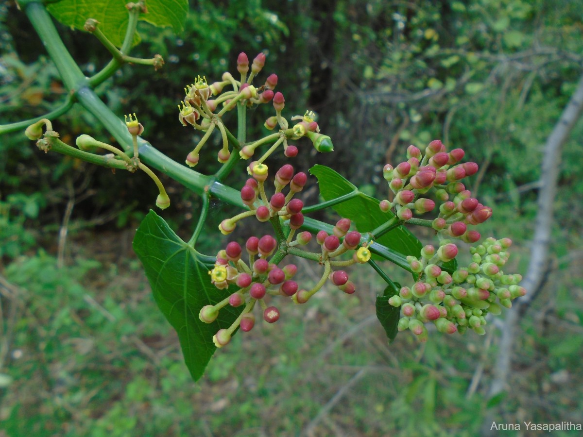 Cissus quadrangularis L.